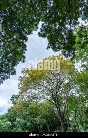 L'albero della doccia dorata fiorisce con vibranti fiori gialli in un lussureggiante baldacchino verde Foto Stock