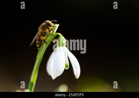 Un'ape con polline sulle gambe che lavora su un fiore bianco di snowdrop sul prato primaverile. Fotografia macro Foto Stock