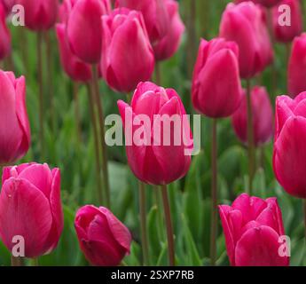 I colorati campi di tulipani nel Norfolk UK mostrano fiori rosa brillanti che emergono tra un lussureggiante fogliame verde nella stagione primaverile. Foto Stock