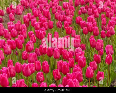 Un vasto mare di tulipani rosa scuro in piena fioritura, che si estende attraverso una fattoria di fiori del Regno Unito. Foto Stock