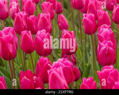 I colorati campi di tulipani di Norfolk, nel Regno Unito, mostrano vivaci fioriture rosa, creando un paesaggio pittoresco durante la stagione primaverile. Foto Stock