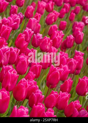Un vasto mare di tulipani rosa scuro in piena fioritura, che si estende attraverso una fattoria di fiori del Regno Unito. Foto Stock
