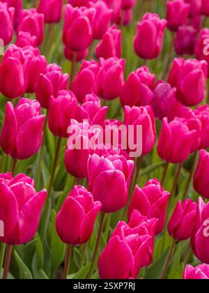Un vasto mare di tulipani rosa scuro in piena fioritura, che si estende attraverso una fattoria di fiori del Regno Unito. Foto Stock