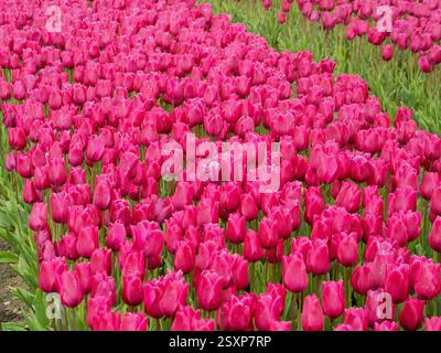 Un vasto mare di tulipani rosa scuro in piena fioritura, che si estende attraverso una fattoria di fiori del Regno Unito. Foto Stock