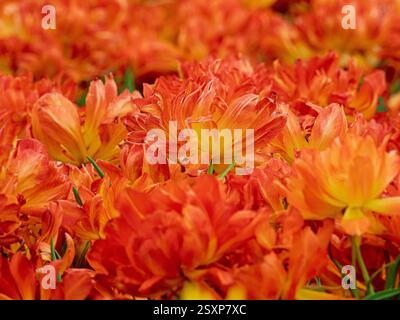Primi piani di tulipani arancioni che crescono in un campo di tulipani del Regno Unito. Foto Stock