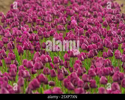 A vast sea of dark pink tulips in full bloom stretching across a Norfolk flower farm. Foto Stock