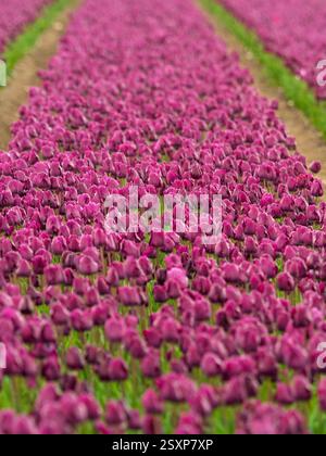 File di tulipani viola in un campo di tulipani di Norfolk. REGNO UNITO Foto Stock
