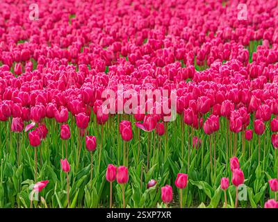 Un vasto mare di tulipani rosa scuro in piena fioritura che si estende in una fattoria di fiori del Regno Unito. Foto Stock