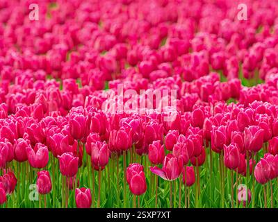 Un vasto mare di tulipani rosa scuro in piena fioritura che si estende in una fattoria di fiori del Regno Unito. Foto Stock