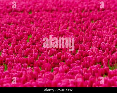 Un vasto mare di tulipani rosa scuro in piena fioritura che si estende in una fattoria di fiori del Regno Unito. Foto Stock