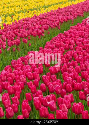 Rows of bright pink and yellow tulips bloom in a field in Norfolk, UK, Foto Stock