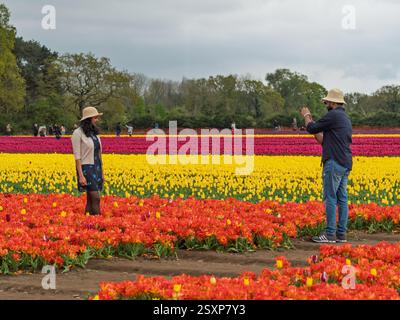 Un uomo cattura una foto di una donna con un abito floreale e un cappello di paglia, in piedi in mezzo a un vibrante campo di tulipani in una fredda giornata primaverile a Norfolk. Foto Stock