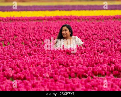 A young Asian woman with long black hair, dressed in a summer dress, poses among vibrant cerise pink tulips on a cold spring day in Norfolk. Foto Stock