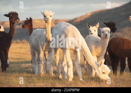 Una mandria di alpaca pascolano pacificamente in un campo aperto con uno sfondo montuoso, mostrando le loro texture e i loro colori unici nella luce dolce del sole. Foto Stock