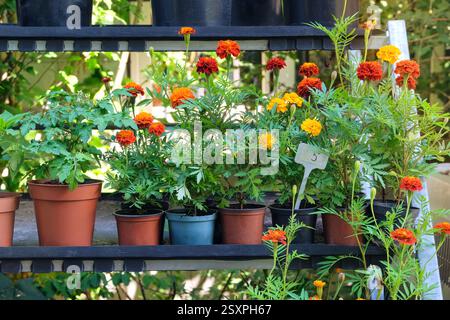 Piantine Marigolds in container nel mercato locale in estate. Piante decorative in vaso. Negozio in giardino. Varietà di piante per la decorazione. Foto Stock