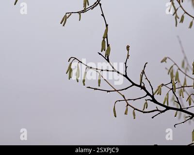 Hazel con gocce d'acqua e gattini in inverno mite. Composizione stimolante che evoca la promessa della primavera. Foto Stock