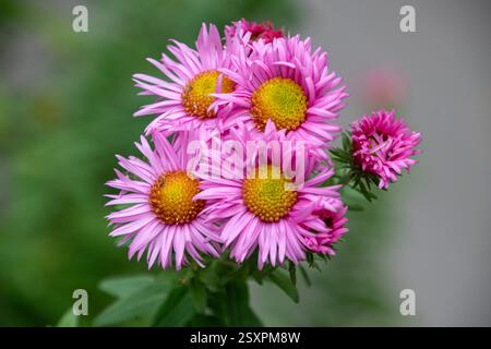 Fiori rosa di crisantemo su sfondo verde Foto Stock