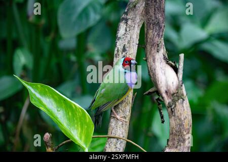 Bellissimo e colorato uccello Gould-amandina (Gouldian finch) seduto su un ramo nella foresta pluviale. Foto Stock