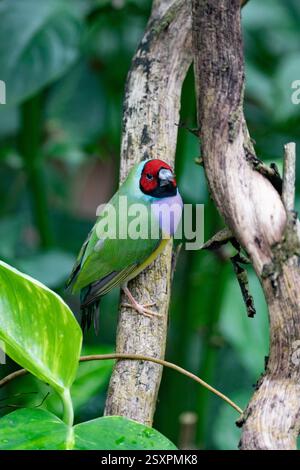 Bellissimo e colorato uccello Gould-amandina (Gouldian finch) seduto su un ramo nella foresta pluviale. Foto Stock