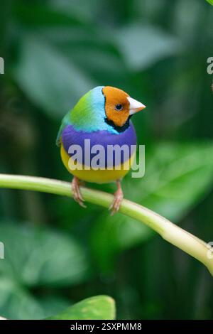 Bellissimo e colorato uccello Gould-amandina (Gouldian finch) seduto su un ramo nella foresta pluviale. Foto Stock