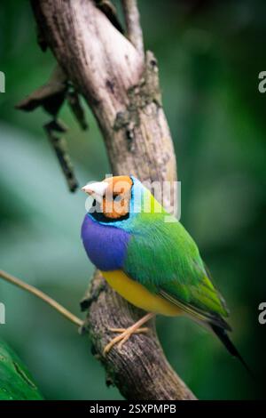 Bellissimo e colorato uccello Gould-amandina (Gouldian finch) seduto su un ramo nella foresta pluviale. Foto Stock