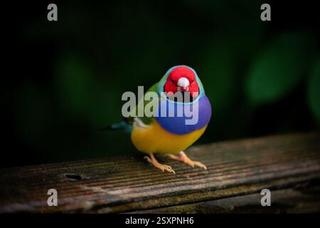 Bellissimo e colorato uccello Gould-amandina (Gouldian finch) seduto su un ramo nella foresta pluviale. Foto Stock