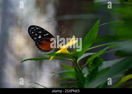 Farfalla tropicale in natura, messa a fuoco selettiva, con spazio per il testo Foto Stock
