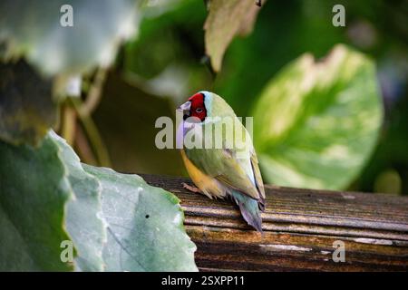Bellissimo e colorato uccello Gould-amandina (Gouldian finch) seduto su un ramo nella foresta pluviale. Foto Stock