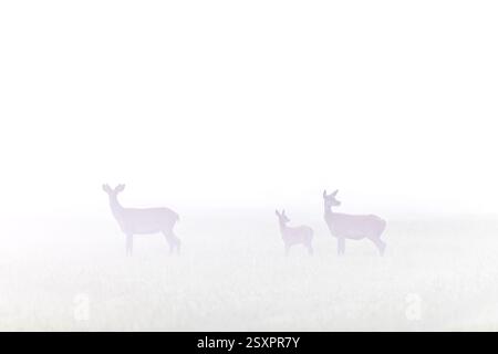 Cervo rosso (Cervus elaphus) cervo con coda e vitello che si forgia in prato ricoperto di fitta nebbia/nebbia mattutina in estate Foto Stock