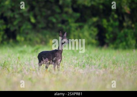 Capriolo europeo nero melanistico (Capreolus capreolus) che si forgia in praterie/prati ai margini della foresta in estate Foto Stock