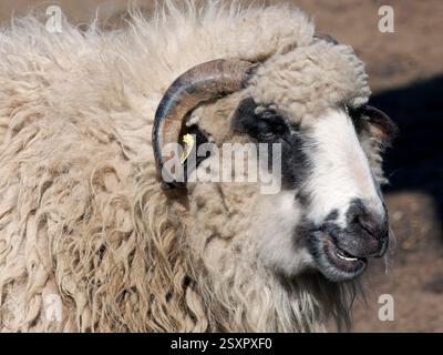 Racka Sheep, Zackelschaf, mouton, Ovis aries strepsiceros transsylvaniensis, gyimesi rackajuh, Zoo, Ungheria, Europa Foto Stock