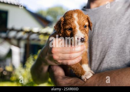 Uomo che tiene in braccio un cucciolo carino sul cortile posteriore contro casa. Primo piano del grazioso Retriever Tolling Duck della nuova Scozia. Foto Stock