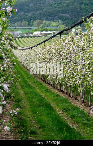 Giardino di mele in fiore in primavera. Mele in fiore. Foto Stock