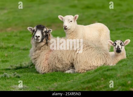 Swaledale Ewe, una pecora madre sdraiata nel prato verde con i suoi due giovani agnelli in primavera, rivolti in avanti. Yorkshire Dales, Regno Unito. Orizzontale, sp Foto Stock