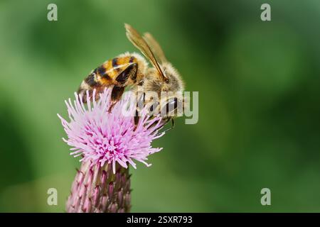Ape sul fiore lilla di un cardo strisciante (Cirsium arvense) Foto Stock