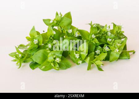 erba di ceci verde con piccoli fiori bianchi isolati su sfondo bianco Foto Stock