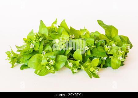 erba di ceci verde con piccoli fiori bianchi isolati su sfondo bianco Foto Stock
