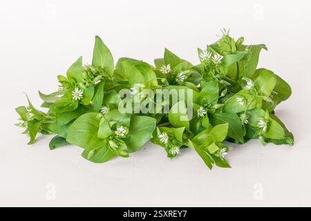 erba di ceci verde con piccoli fiori bianchi isolati su sfondo bianco Foto Stock