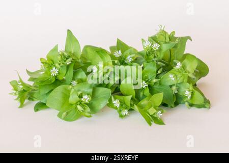 erba di ceci verde con piccoli fiori bianchi isolati su sfondo bianco Foto Stock