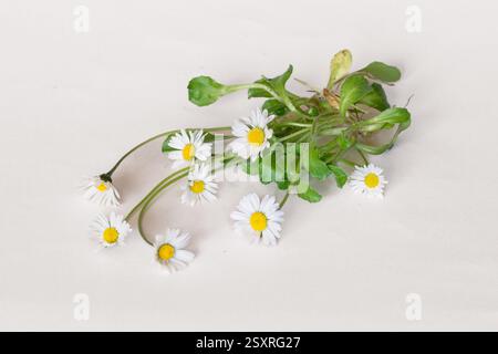 piccoli fiori bianchi a margherita con foglie verdi isolate su sfondo bianco Foto Stock
