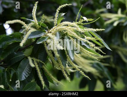 Castagno fiori, Castanea sativa, Fagaceae, Regno Unito, Europa Foto Stock