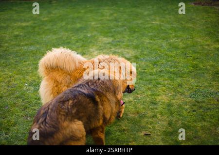 Amici tibetani Mastiff, dorati e rossi, che corrono gioiosamente nel cortile, abbracciando il loro forte legame. Foto Stock