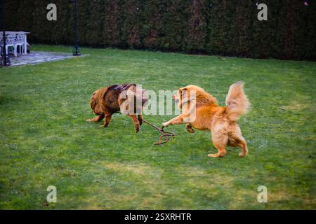 Due femmine Mastiff tibetane, dorate e rosse, corrono e giocano insieme in un lussureggiante giardino, condividendo un profondo legame di amicizia fin dalla pupilla. Foto Stock