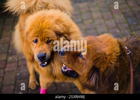 Cani da mastino tibetano, dorati e rossi, giocano e corrono felicemente in un bellissimo giardino. Foto Stock