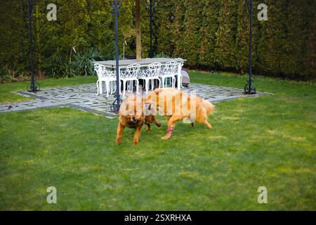 Divertente duo tibetano Mastiff, dorato e rosso, che corre insieme in un bellissimo cortile verde. Foto Stock