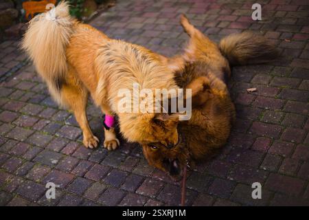 Due amici Mastiff tibetani, dorati e rossi, esplorano il loro giardino con entusiasmo ed energia. Foto Stock