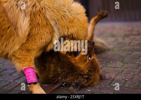 Duo tibetano Mastiff, dorato e rosso, godendosi un momento divertente ed energico in un cortile pieno di erba. Foto Stock