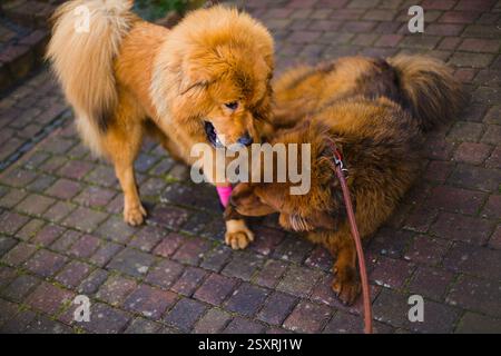 Due femmine mastino tibetane, migliori amiche per tutta la vita, che corrono e giocano in un giardino illuminato dal sole. Foto Stock