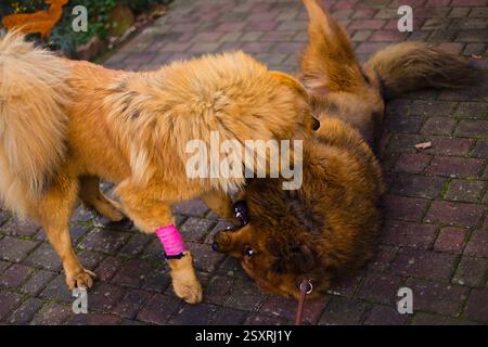 Il duo tibetano Mastiff, dorato e rosso, abbraccia la loro amicizia per tutta la vita mentre corre in un giardino verde. Foto Stock