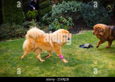 Duo tibetano Mastiff, dorato e rosso, che si diverte in un cortile, godendosi la loro profonda amicizia e la loro energia giocosa. Foto Stock